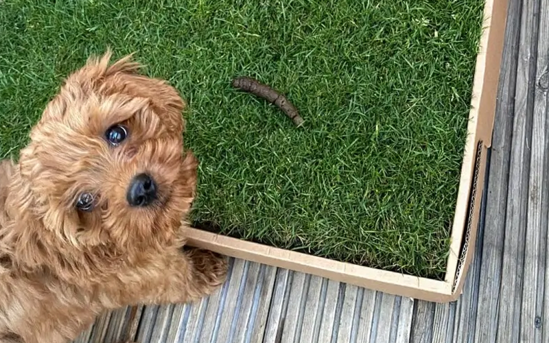 Cách huấn luyện chó đi vệ sinh đúng chỗ thành công 100% chỉ trong 7 ngày