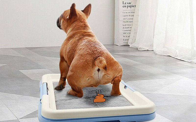 Cách huấn luyện chó đi vệ sinh đúng chỗ thành công 100% chỉ trong 7 ngày