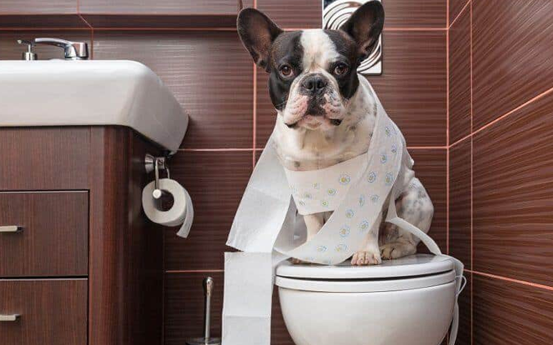 Cách huấn luyện chó đi vệ sinh đúng chỗ thành công 100% chỉ trong 7 ngày