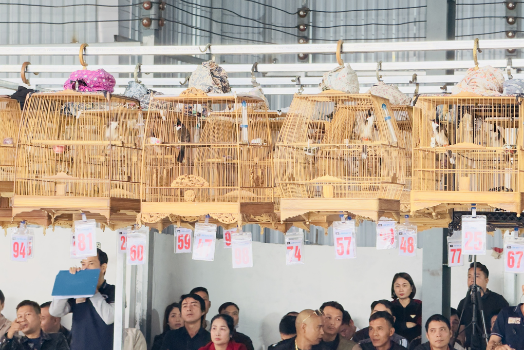 Chào mào đấu lồng