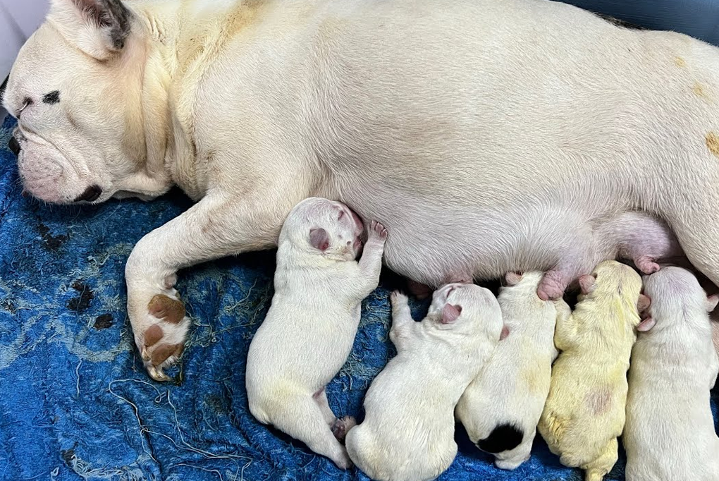 Tại sao chó Bull Pháp thường phải đẻ mổ? Những điều chủ nuôi cần biết