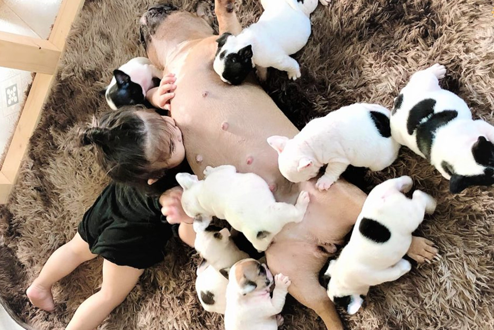 Tại sao chó Bull Pháp thường phải đẻ mổ? Những điều chủ nuôi cần biết