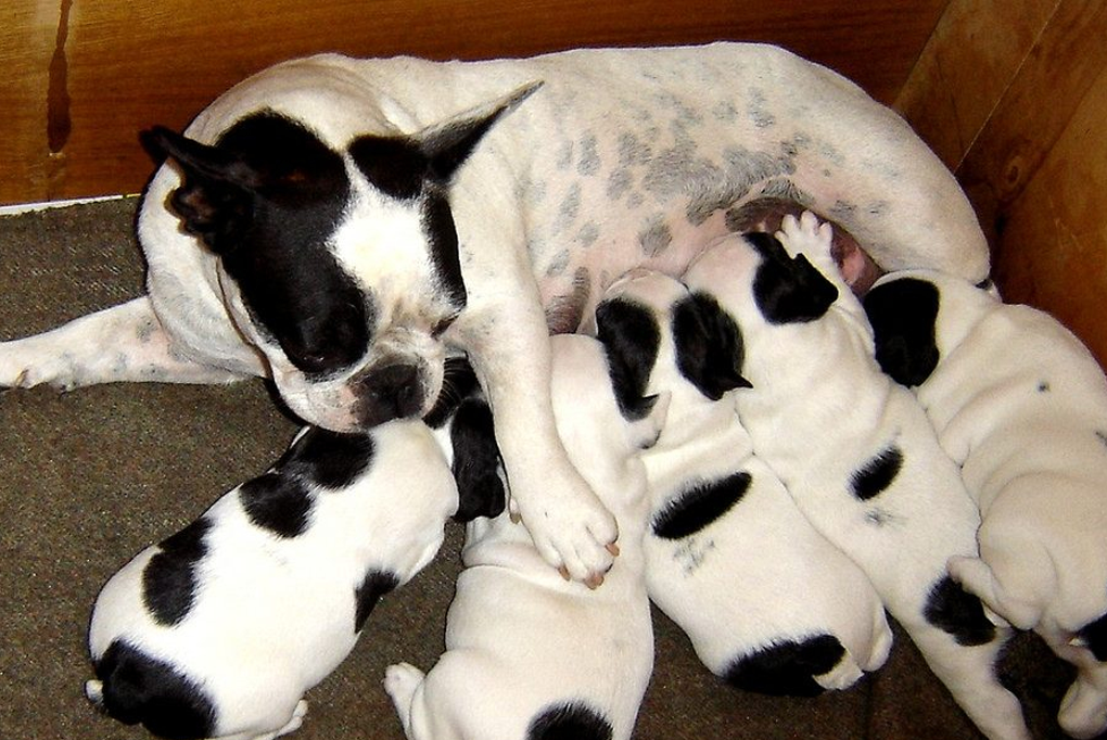 Tại sao chó Bull Pháp thường phải đẻ mổ? Những điều chủ nuôi cần biết