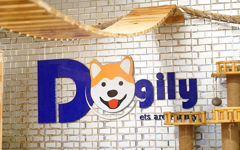 5 cửa hàng bán chó Bull Pháp thuần chủng giá rẻ tại TP.HCM với chế độ bảo hành uy tín