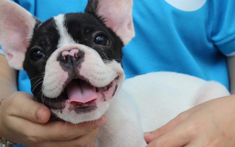 5 cửa hàng bán chó Bull Pháp thuần chủng giá rẻ tại TP.HCM với chế độ bảo hành uy tín