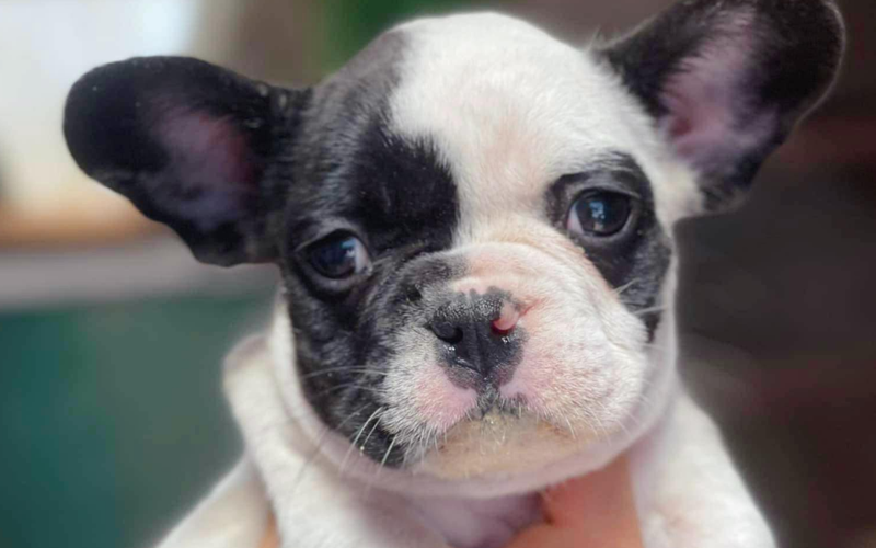 5 cửa hàng bán chó Bull Pháp thuần chủng giá rẻ tại TP.HCM với chế độ bảo hành uy tín