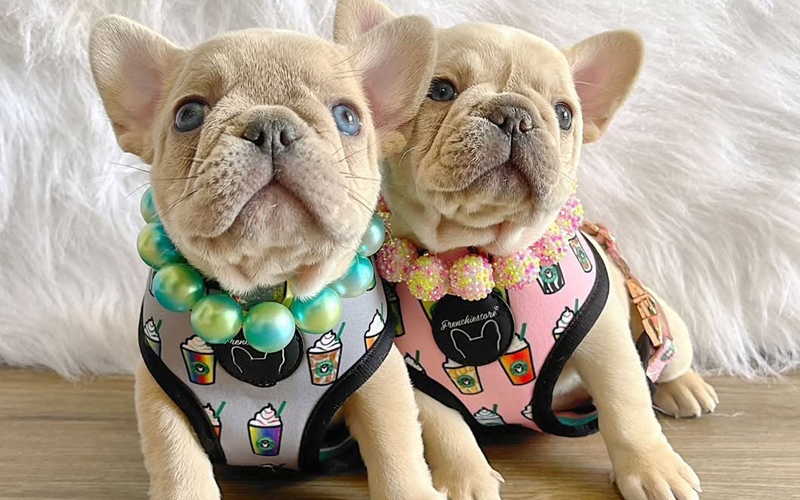 5 cửa hàng bán chó Bull Pháp thuần chủng giá rẻ tại TP.HCM với chế độ bảo hành uy tín