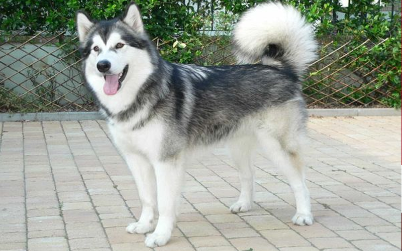 Trại Chó Alaska – Husky Tây Ninh