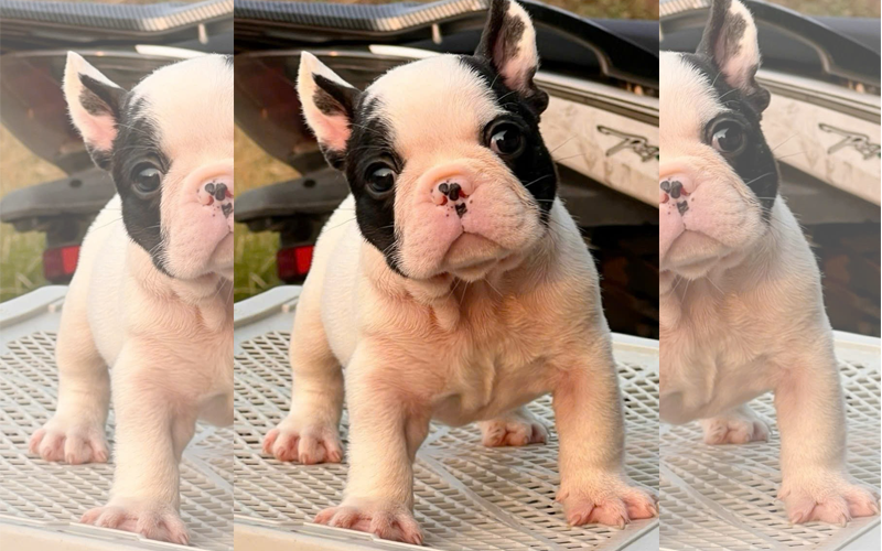 Thiên Đường Thú Cưng viPET – Uy Tín Từ Tâm, Giao Nhanh Tận Nhà