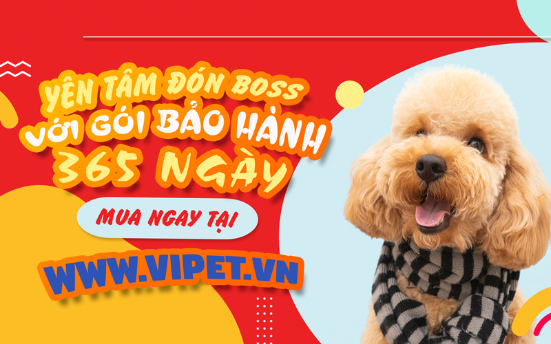 Thiên Đường Thú Cưng viPET – Uy Tín Từ Tâm, Giao Nhanh Tận Nhà