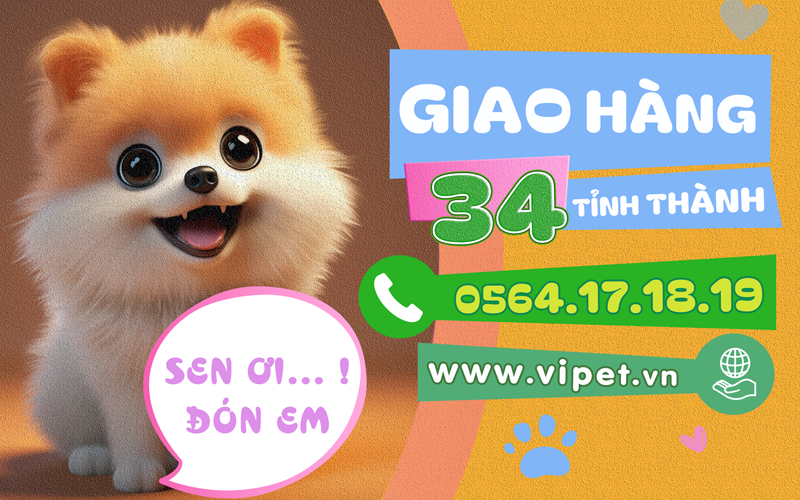 Thiên đường thú cưng viPET: Nơi trao gửi niềm tin cho tín đồ chó mèo tại TP.HCM