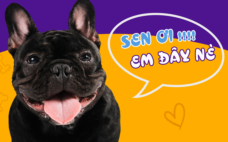 Thiên đường thú cưng viPET: Nơi trao gửi niềm tin cho tín đồ chó mèo tại TP.HCM