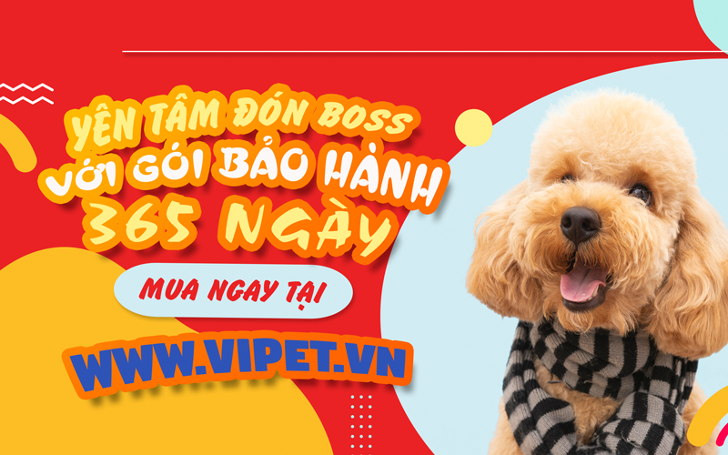 Thiên đường thú cưng viPET: Nơi trao gửi niềm tin cho tín đồ chó mèo tại TP.HCM