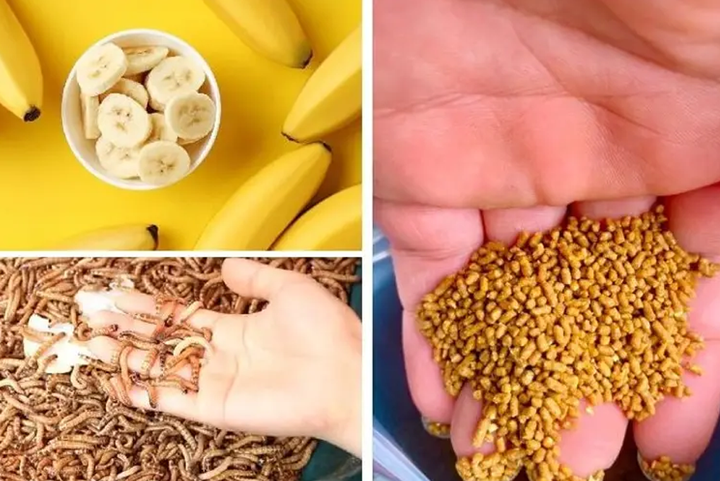 Dinh dương cho chào mào thi đấu