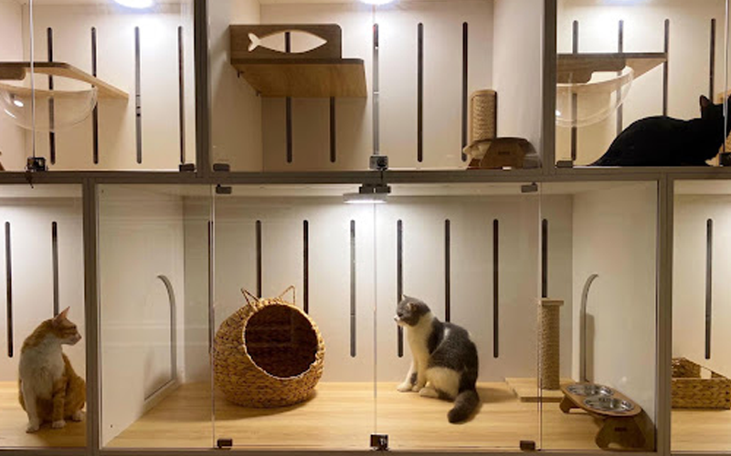 R9 Pet Hotel – Dịch vụ chăm sóc thú cưng cao cấp và riêng tư