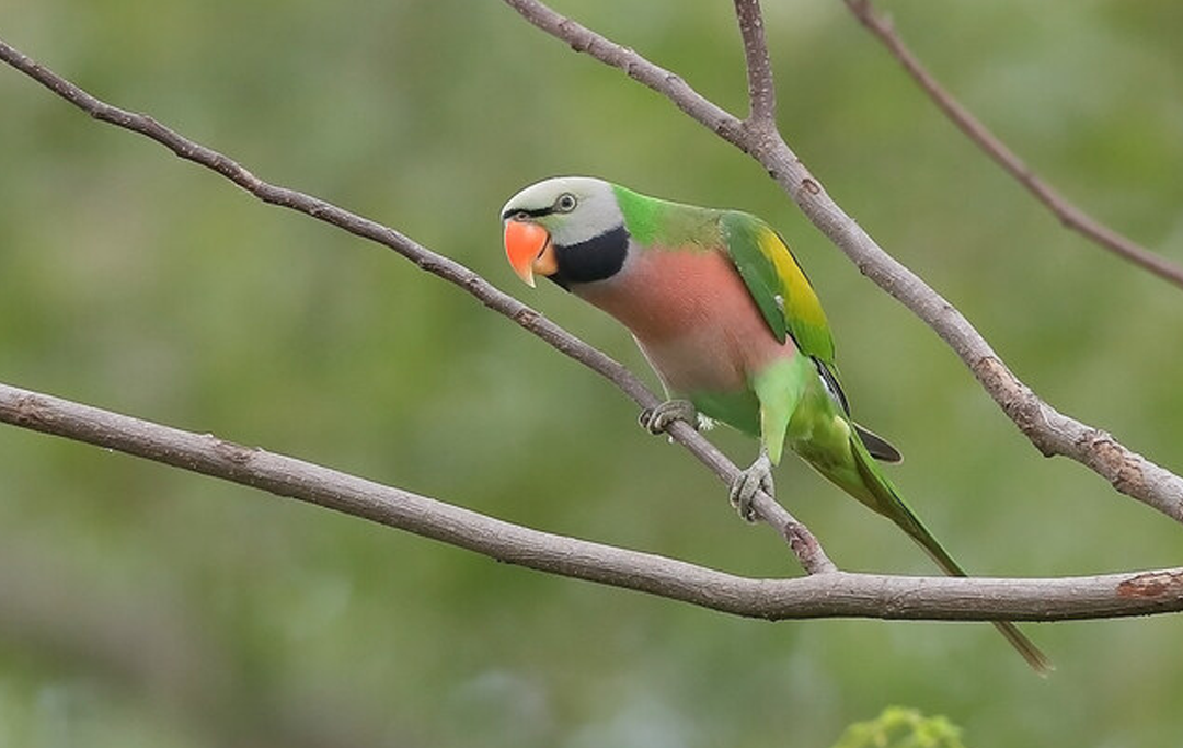Khám phá thế giới vẹt ngực hồng: Loài chim cảnh quốc dan đang nuôi nhất