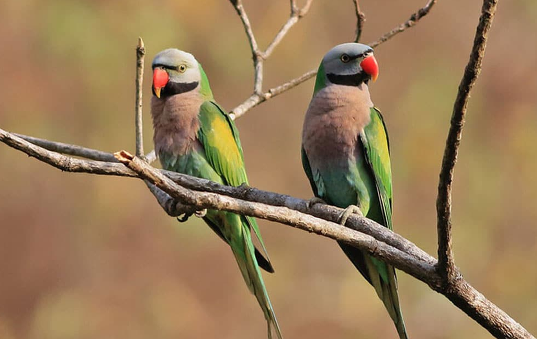 Khám phá thế giới vẹt ngực hồng: Loài chim cảnh quốc dan đang nuôi nhất