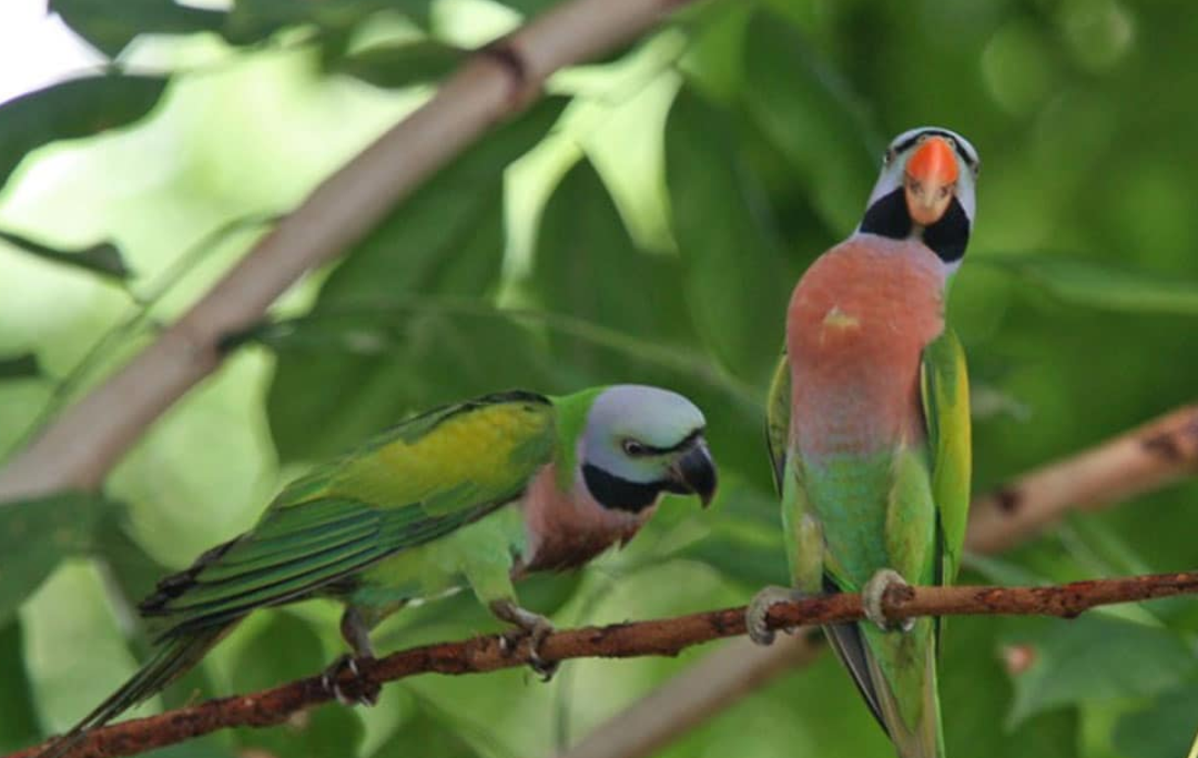 Khám phá thế giới vẹt ngực hồng: Loài chim cảnh quốc dan đang nuôi nhất