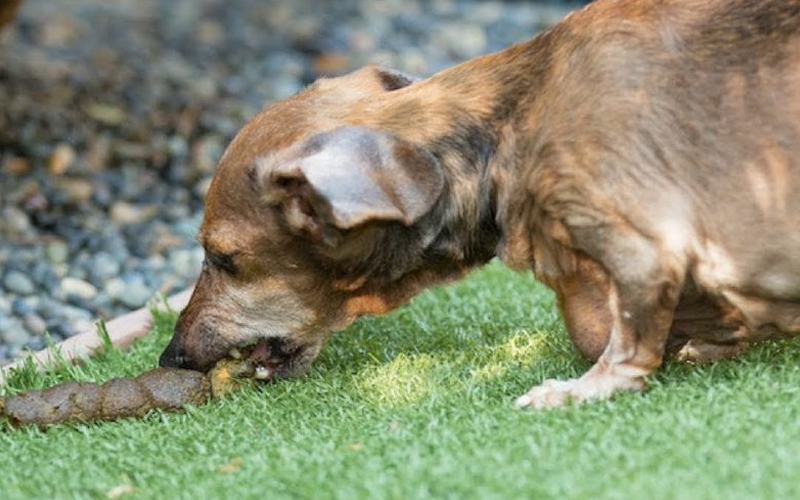 Chó ăn phân có bị gì không? Giải mã nguyên nhân và cách khắc phục triệt để