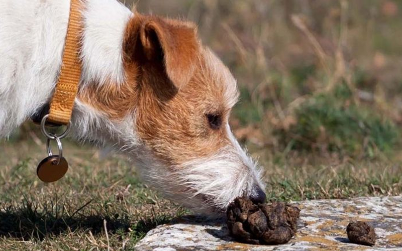 Chó ăn phân có bị gì không? Giải mã nguyên nhân và cách khắc phục triệt để