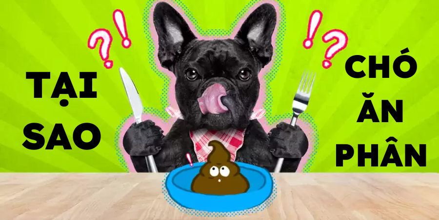 Chó ăn phân có bị gì không? Giải mã nguyên nhân và cách khắc phục triệt để