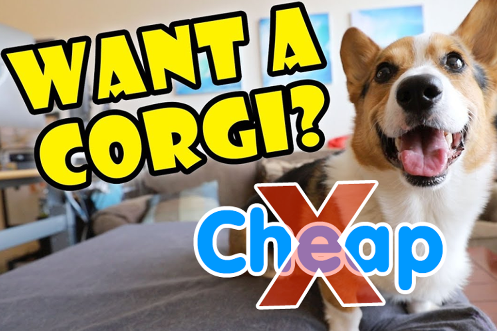 Sự thật đằng sau chó corgi giá rẻ
