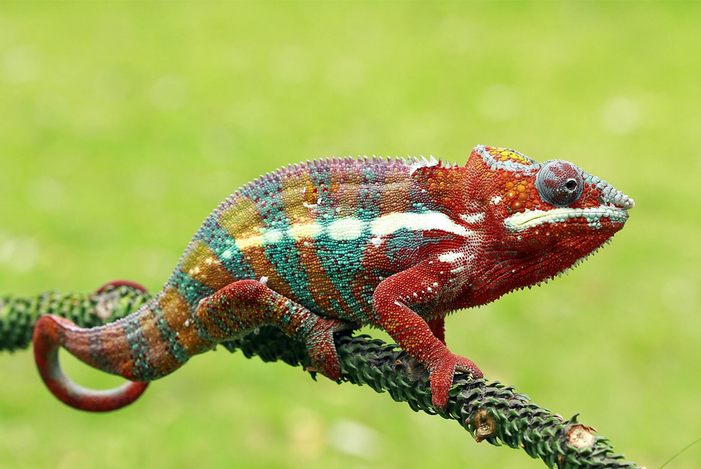 Tắc kè bông: Phù thủy đổi màu và xu hướng nuôi thú cưng độc lạ