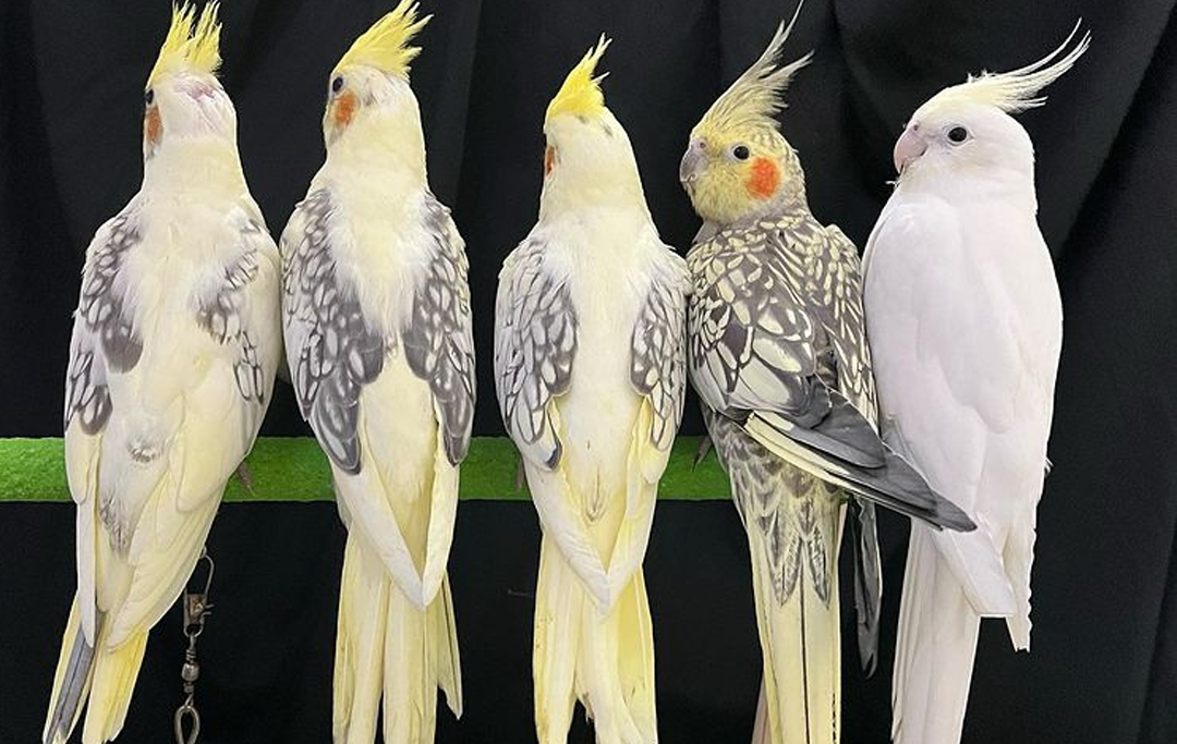 Vẹt Cockatiel: Tất tần tật từ A-Z cách chăm sóc để chim khỏe và hót hay như ca sỹ
