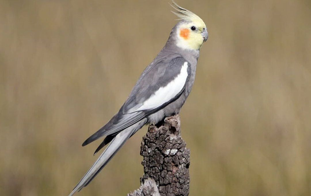 Vẹt Cockatiel: Tất tần tật từ A-Z cách chăm sóc để chim khỏe và hót hay như ca sỹ