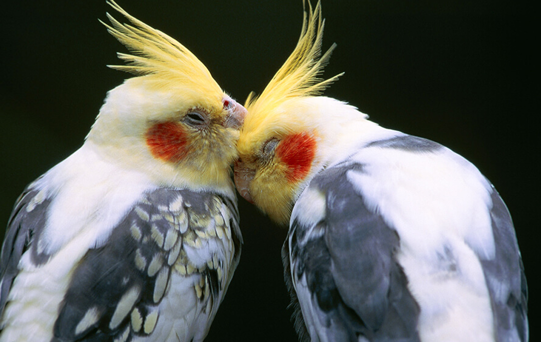 Vẹt Cockatiel: Tất tần tật từ A-Z cách chăm sóc để chim khỏe và hót hay như ca sỹ