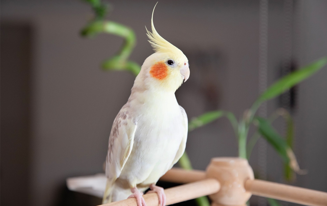 Vẹt Cockatiel: Tất tần tật từ A-Z cách chăm sóc để chim khỏe và hót hay như ca sỹ