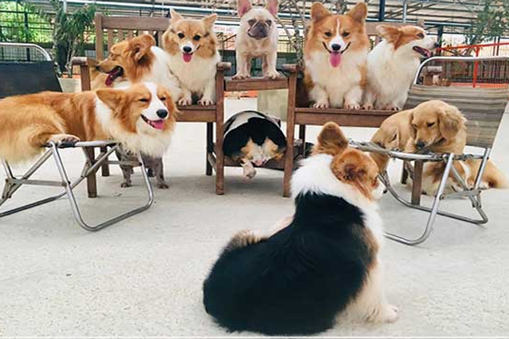 Dog Farm TPHCM – Chuyên Các Dòng Chó Nhập Khẩu Và Chuyển Giao Công Nghệ