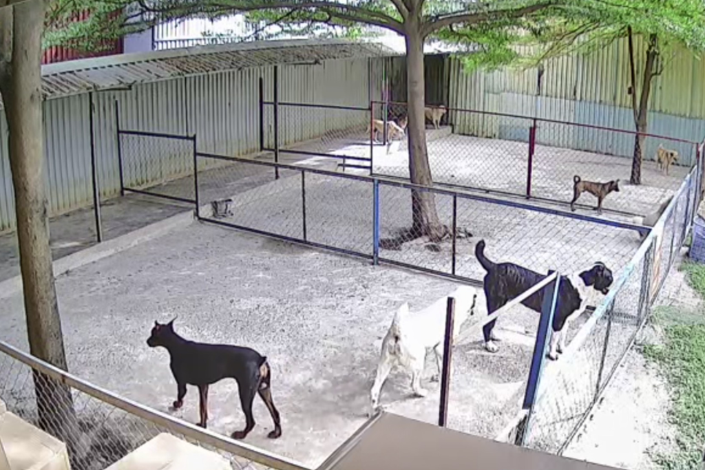 Trại Chó Sài Gòn Dog – Chuyên Dòng Chó Đại Hình Và Bảo Vệ
