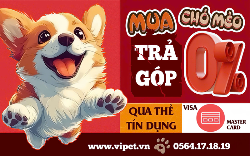 viPET cửa hàng bán chó Corgi giá rẻ, bảo hành uy tín nhất TP.HCM