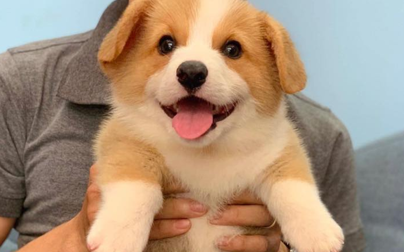 5 cửa hàng bán chó Corgi thuần chủng giá rẻ, bảo hành uy tín tại TP.HCM