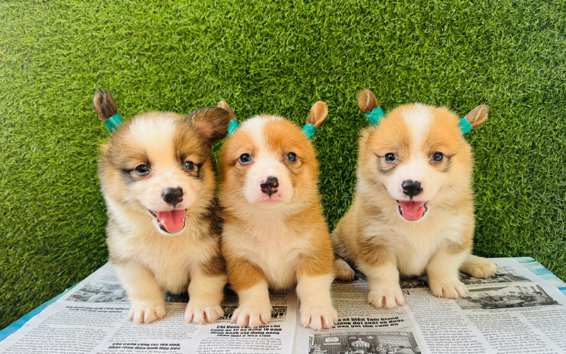 5 cửa hàng bán chó Corgi thuần chủng giá rẻ, bảo hành uy tín tại TP.HCM