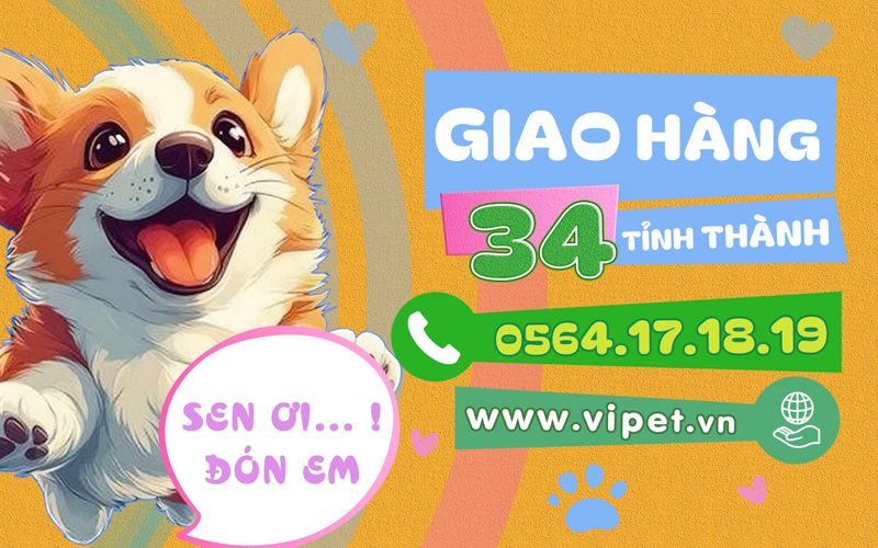 viPET cửa hàng bán chó Corgi giá rẻ, bảo hành uy tín nhất TP.HCM