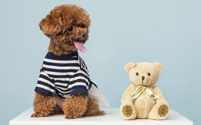 Cửa hàng bán chó Poodle thuần chủng - Thiên Đường Thú Cưng viPET