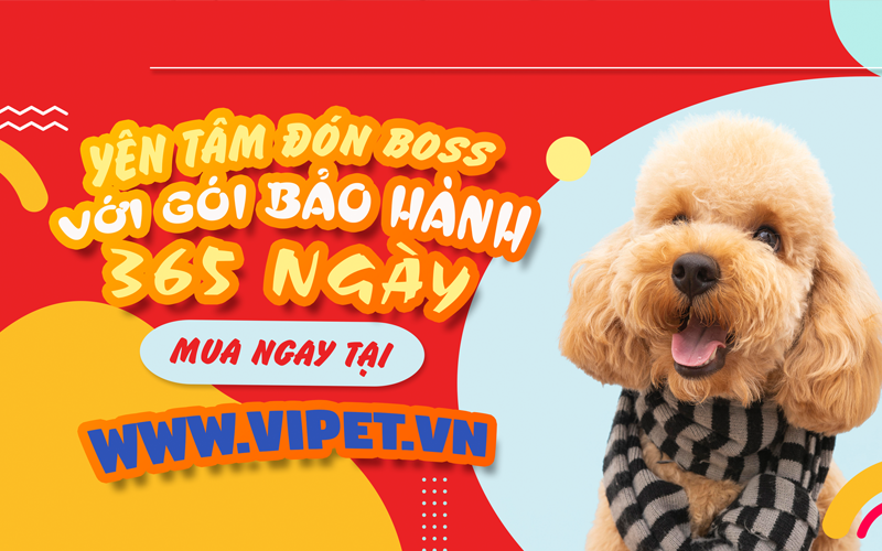 Cửa hàng bán chó Poodle thuần chủng - Thiên Đường Thú Cưng viPET