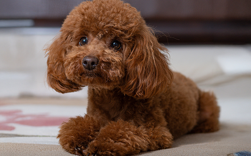  Top 5 giống chó cảnh được nuôi nhiều nhất hiện nay tại Việt Nam