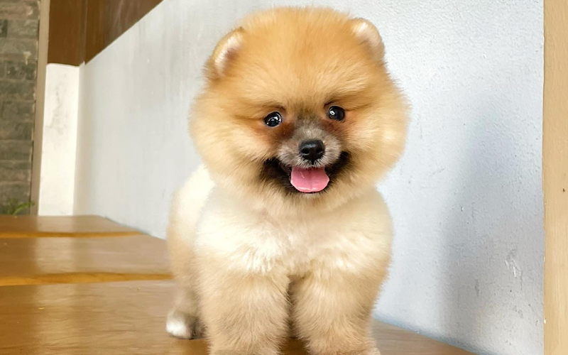  Top 5 giống chó cảnh được nuôi nhiều nhất hiện nay tại Việt Nam