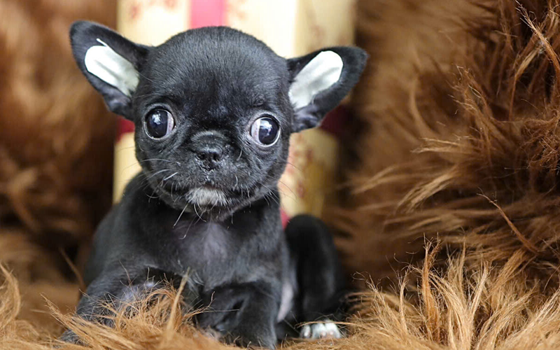  Top 5 giống chó cảnh được nuôi nhiều nhất hiện nay tại Việt Nam