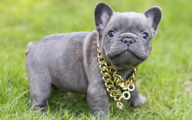  Top 5 giống chó cảnh được nuôi nhiều nhất hiện nay tại Việt Nam