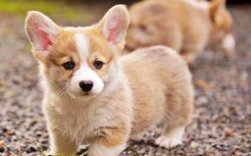  Top 5 giống chó cảnh được nuôi nhiều nhất hiện nay tại Việt Nam