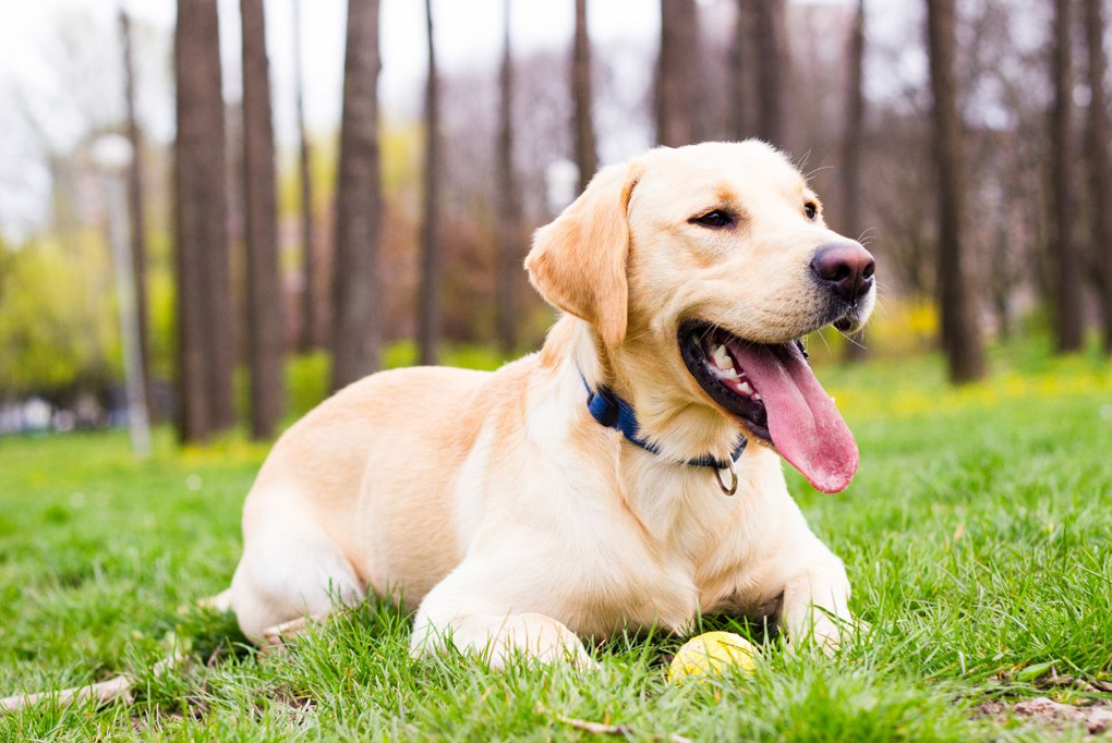 Khám phá Top 5 giống chó cảnh được nuôi nhiều nhất thế giới hiện nay