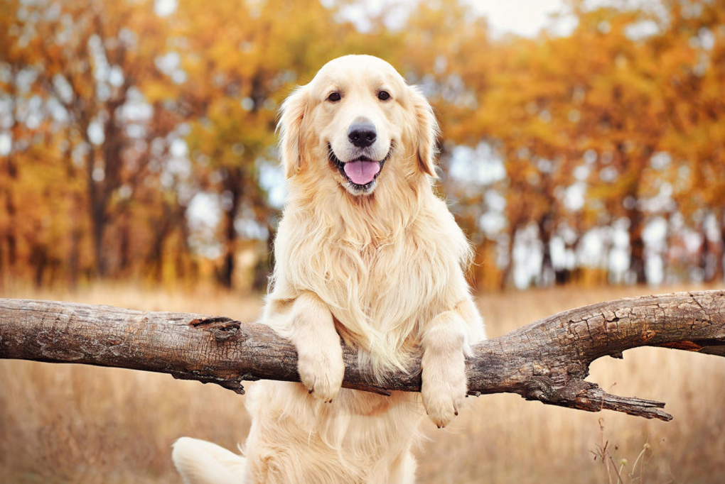 Khám phá Top 5 giống chó cảnh được nuôi nhiều nhất thế giới hiện nay