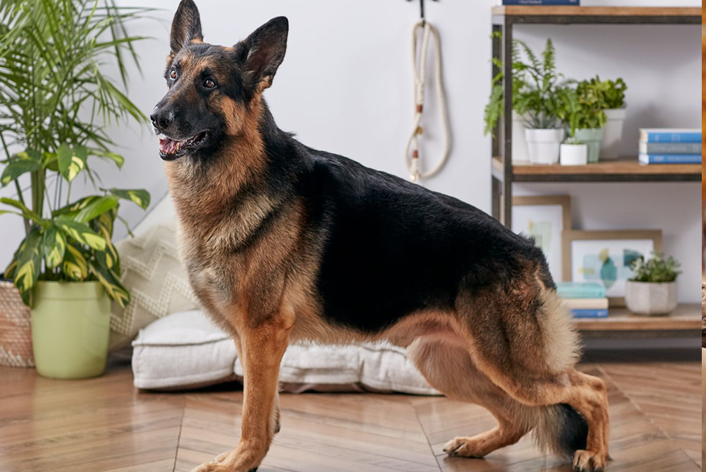 Khám phá Top 5 giống chó cảnh được nuôi nhiều nhất thế giới hiện nay