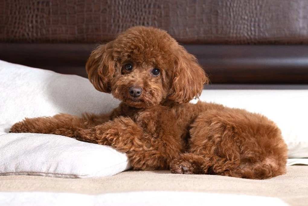 Khám phá Top 5 giống chó cảnh được nuôi nhiều nhất thế giới hiện nay