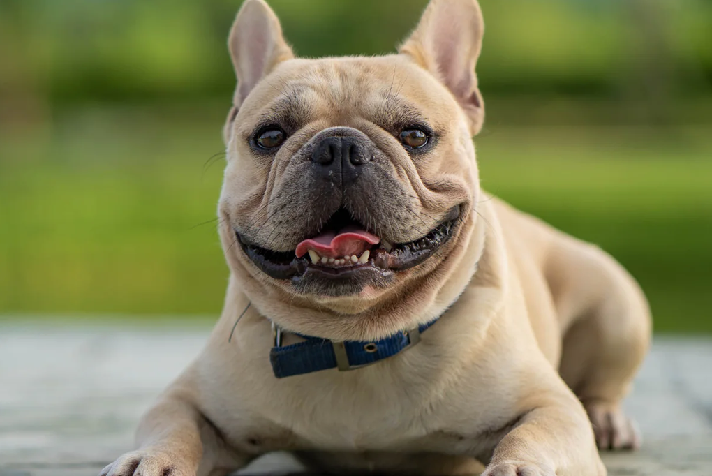 Khám phá Top 5 giống chó cảnh được nuôi nhiều nhất thế giới hiện nay