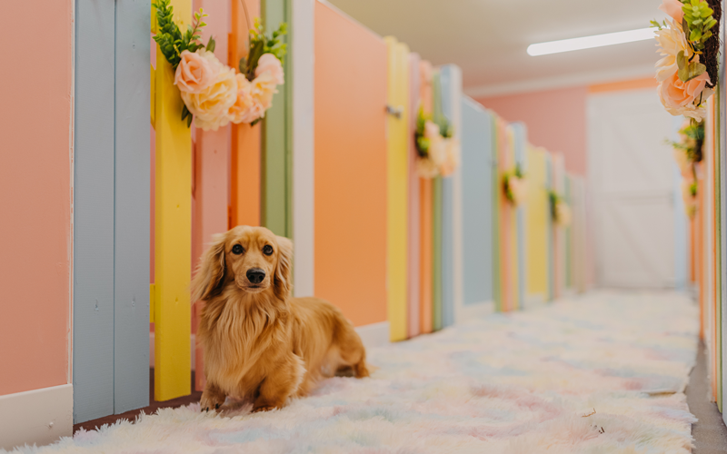 Little Dog Pet Hotel – Ngôi nhà thứ hai ấm cúng cho thú cưng